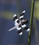 Carl Erland<br>2012 CAPA Spring Nature<br>Eight Spotted Skimmer<br>Points: 18 tied