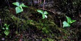 3 Trilliums +1