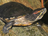 Turtle On The Rocks