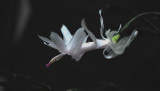 Christmas Cactus flower in May