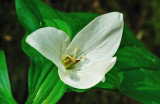 White Trillium 2