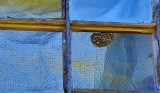 Bees Nest 