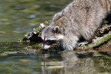 Raccoon fishing