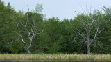 Sentinels of the Marsh