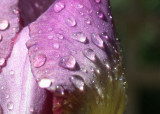Iris flower petal after a light rain