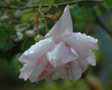 Raindrop Rose