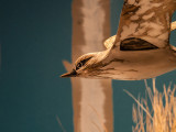 Bird Carving