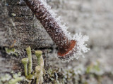  Frost on rusty nail