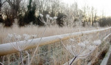 Frosty morning 2