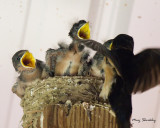 Barn Swallow