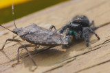 Jumping Spider and Stinkbug8 wk1 IMG_1922.jpg