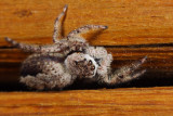 Spider 1 IMG_2361.jpg
