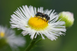 Small Bee 1 IMG_2383.jpg