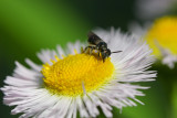 Small Bee 2 IMG_2386.jpg