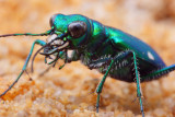 Tiger Beetle 3 IMG_2458.jpg