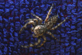 Spider Blues IMG_4969 wk c.jpg