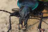 Beetle 1 IMG_4928.jpg