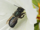 Bee on Azalea IMG_4728.jpg