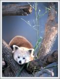 Red Panda