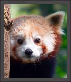 Red panda