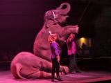 Ringling Brothers Barnum & Bailey