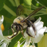 bees_crop_0153Web.jpg