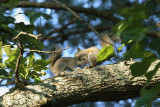 Squirrel2_0189web.jpg