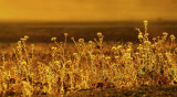 Flowers in Death Valley