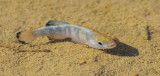 Desert Pupfish
