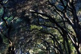 Tunnel of Trees