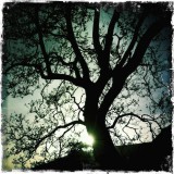 Oak Silhouette, Irish Hills