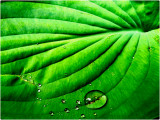 Leaf and Water Drop, at the historic Flavel House, Astoria, Oregon