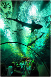 Sharks and their Wished-For Prey, Oregon Coast Aquarium