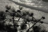 November 17, 2005 - Torrey Pine and the Sea