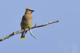 Cedar Waxwing