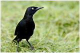 Quiscale merle - Quiscalus lugubris - Carib Grackle