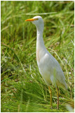 Hron garde-boeufs - Bubulcus ibis - Cattle Egret