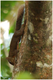Ecureuil de la Guyane - Sciurus aestuans - Guianan squirrel
