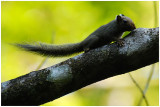Petit Ecureuil de la Guyane - Sciurillus pusillus - Neotropical pygmy Squirrel