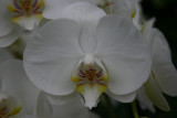 Orchid