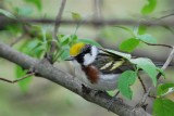 Chestnut-sided