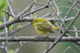 Yellow Warbler