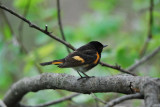 American Redstart