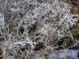 Reindeer Moss