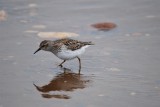 Least Sandpiper