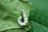 Unknown Caterpillar - White sp. ??
