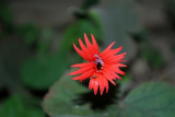 Roundleaf Catchfly ?