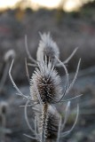Frosted Teasel