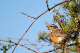 American Robin