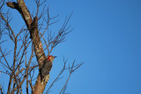 Red-bellied Woodpecker